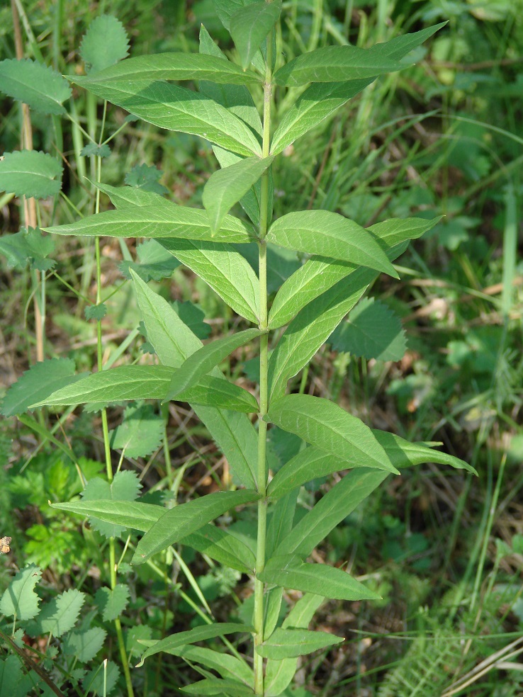 Изображение особи Lysimachia davurica.