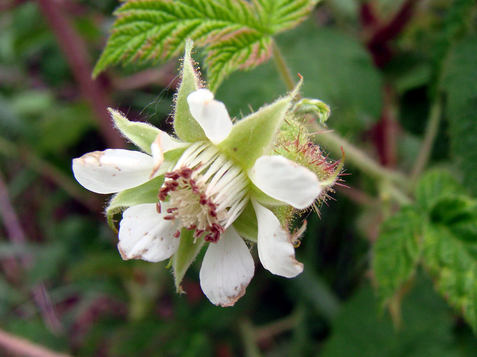 Image of Rubus matsumuranus specimen.