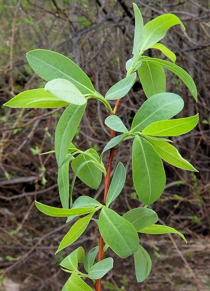 Изображение особи Chosenia arbutifolia.