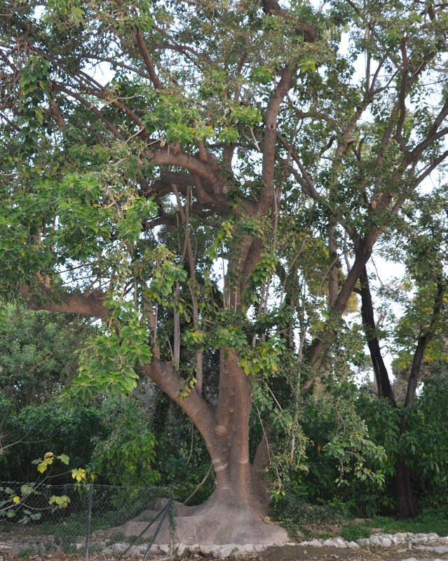 Image of Phytolacca dioica specimen.