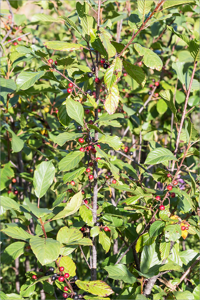 Image of Frangula alnus specimen.