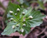 Pachyphragma macrophyllum. Соцветие в бутонах. Адыгея, Майкопский р-н, окр. пос. Хамышки, склон горы Чёрный Шахан, дубово-буково-пихтовый лес, выс. ≈ 700 м н.у.м., на валуне. 07.03.2016.