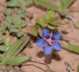 Anagallis arvensis. Верхушка цветущего растения. Испания, автономное сообщество Канарские о-ва, о-в Фуэртэвентура, провинция Лас Пальмас, муниципалитет Ла Олива, окр. пос. Эль Котильо, предгорная равнина, глинистый субстрат. 08.03.2016.
