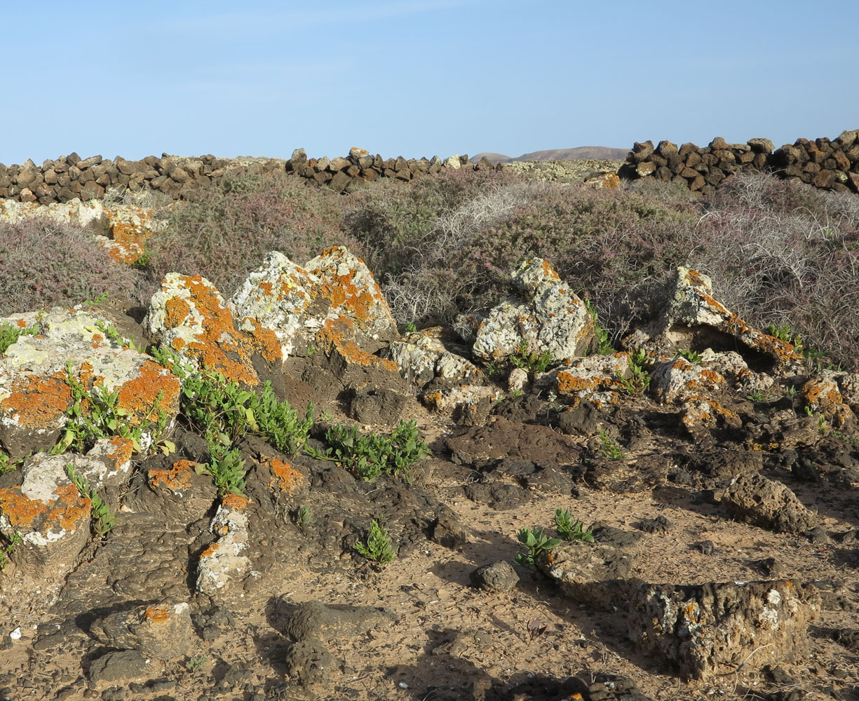 Image of Patellifolia procumbens specimen.