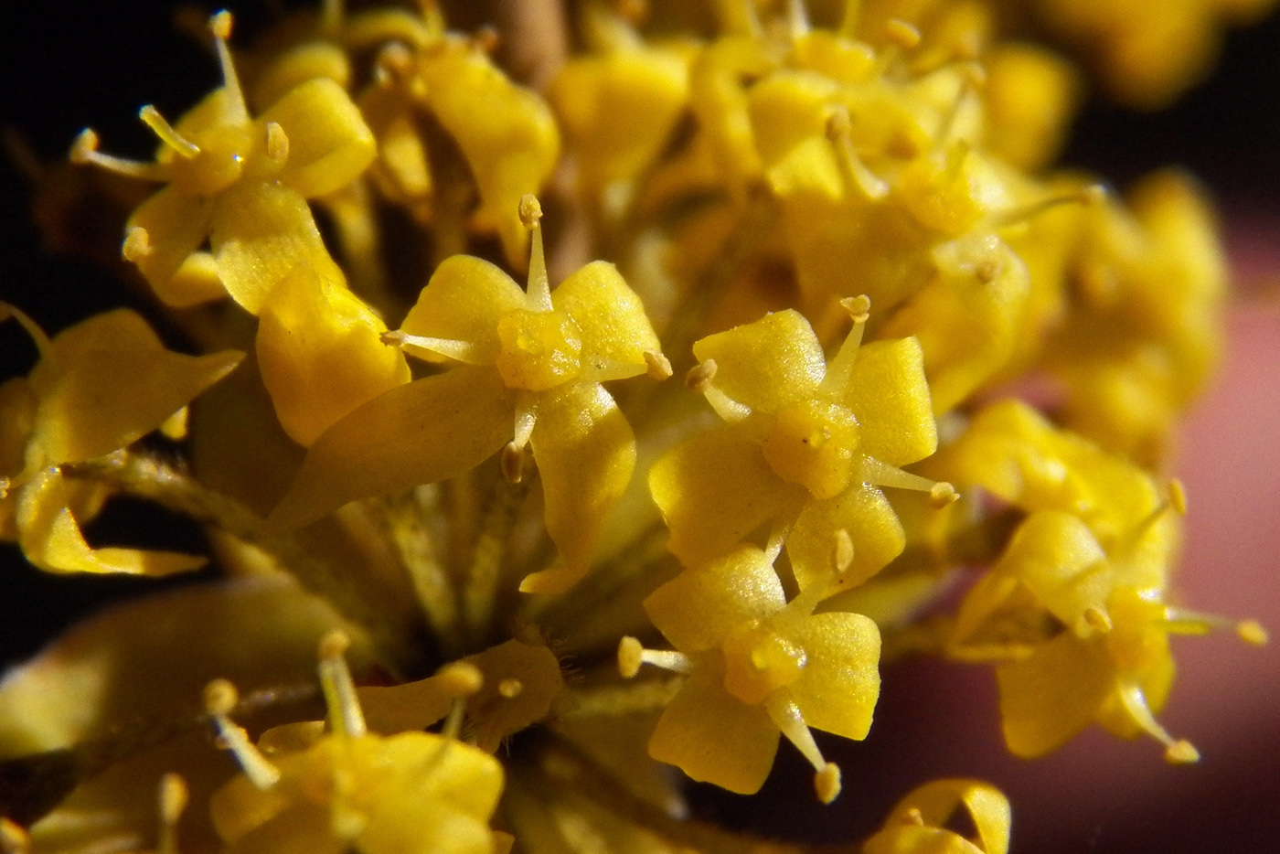 Image of Cornus mas specimen.