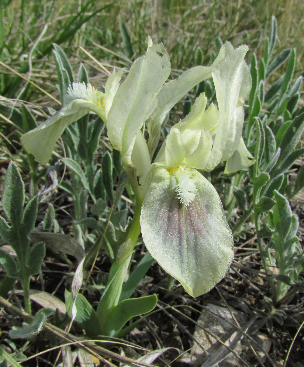 Image of Iris pumila specimen.