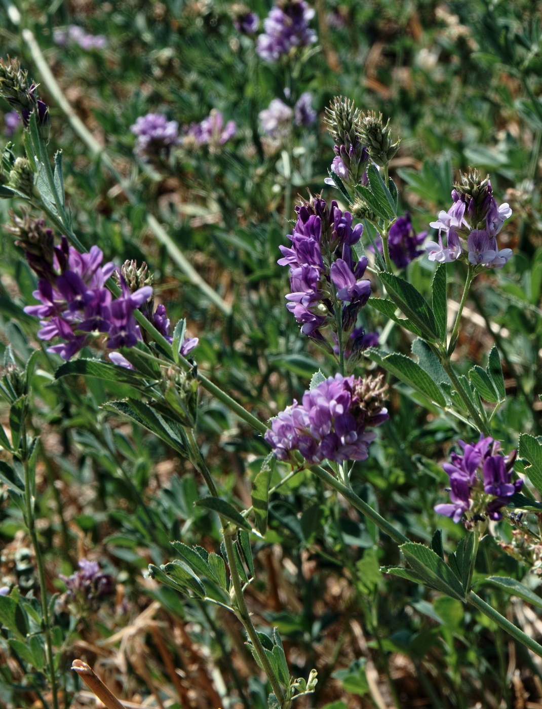 Изображение особи Medicago sativa.