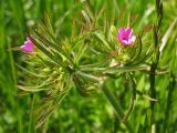 Geranium dissectum. Верхушка цветущего растения. Нидерланды, провинция Дренте, на берегу мелиорационного канала. 4 июня 2006 г.