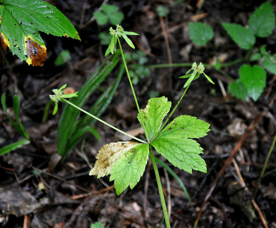 Изображение особи Sanicula rubriflora.