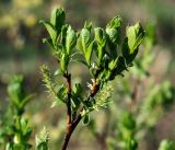 genus Salix