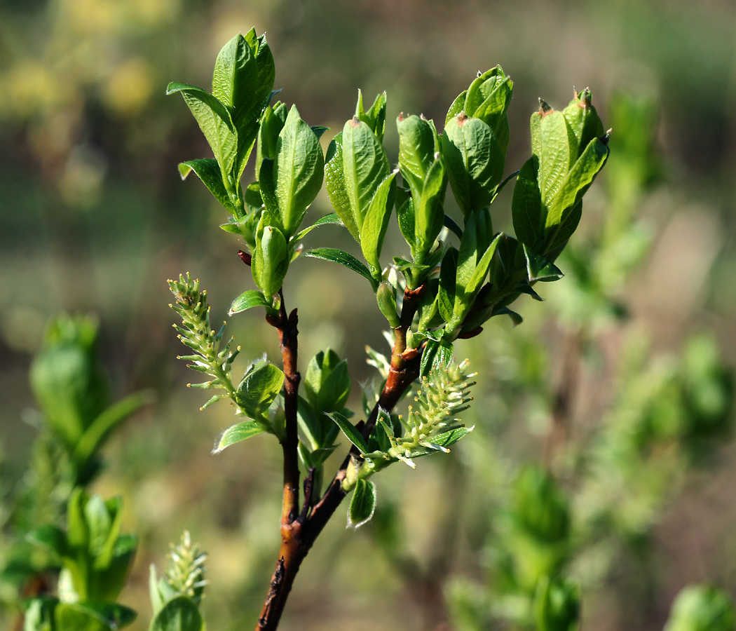 Image of genus Salix specimen.