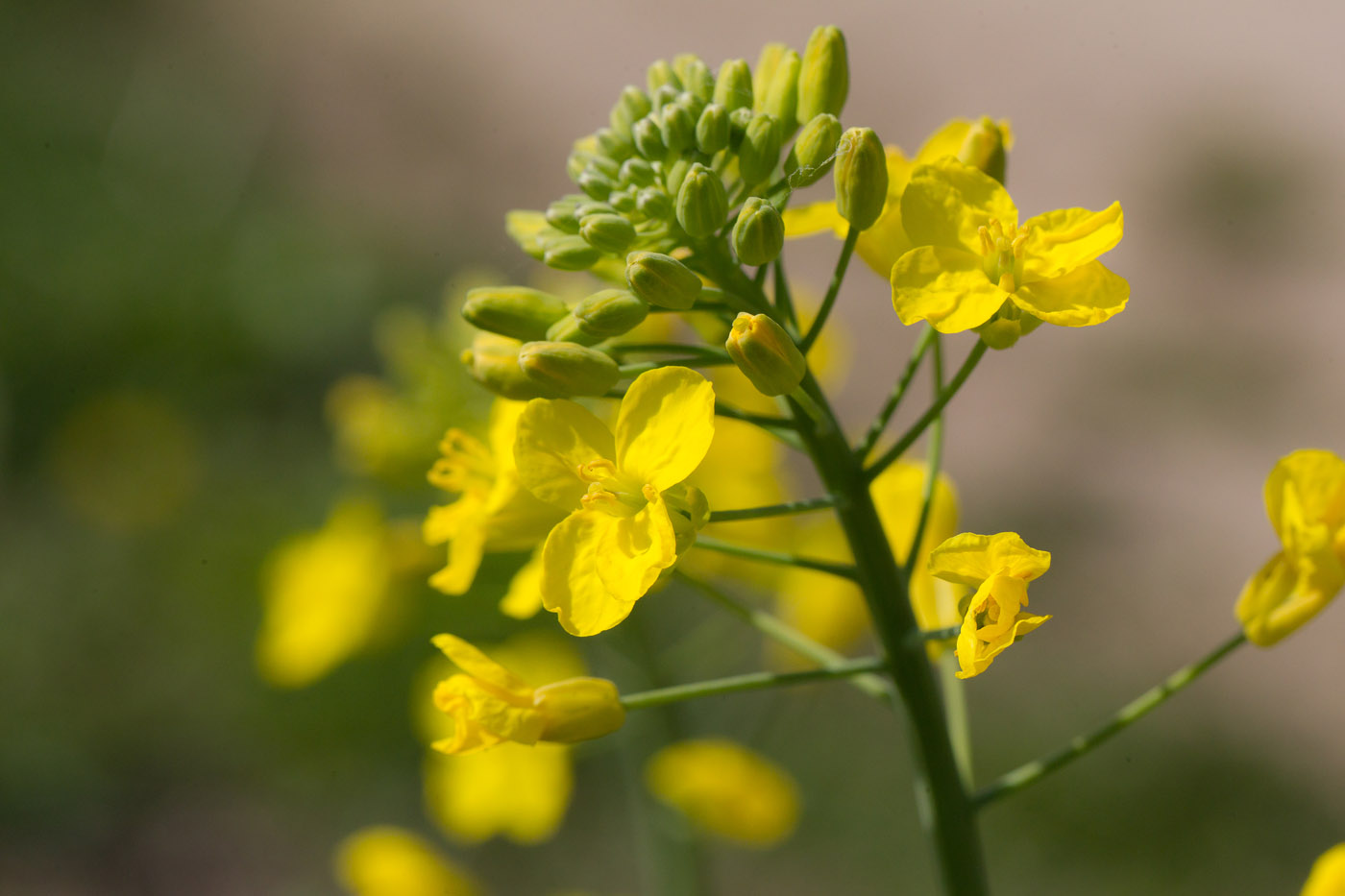 Изображение особи Brassica napus.