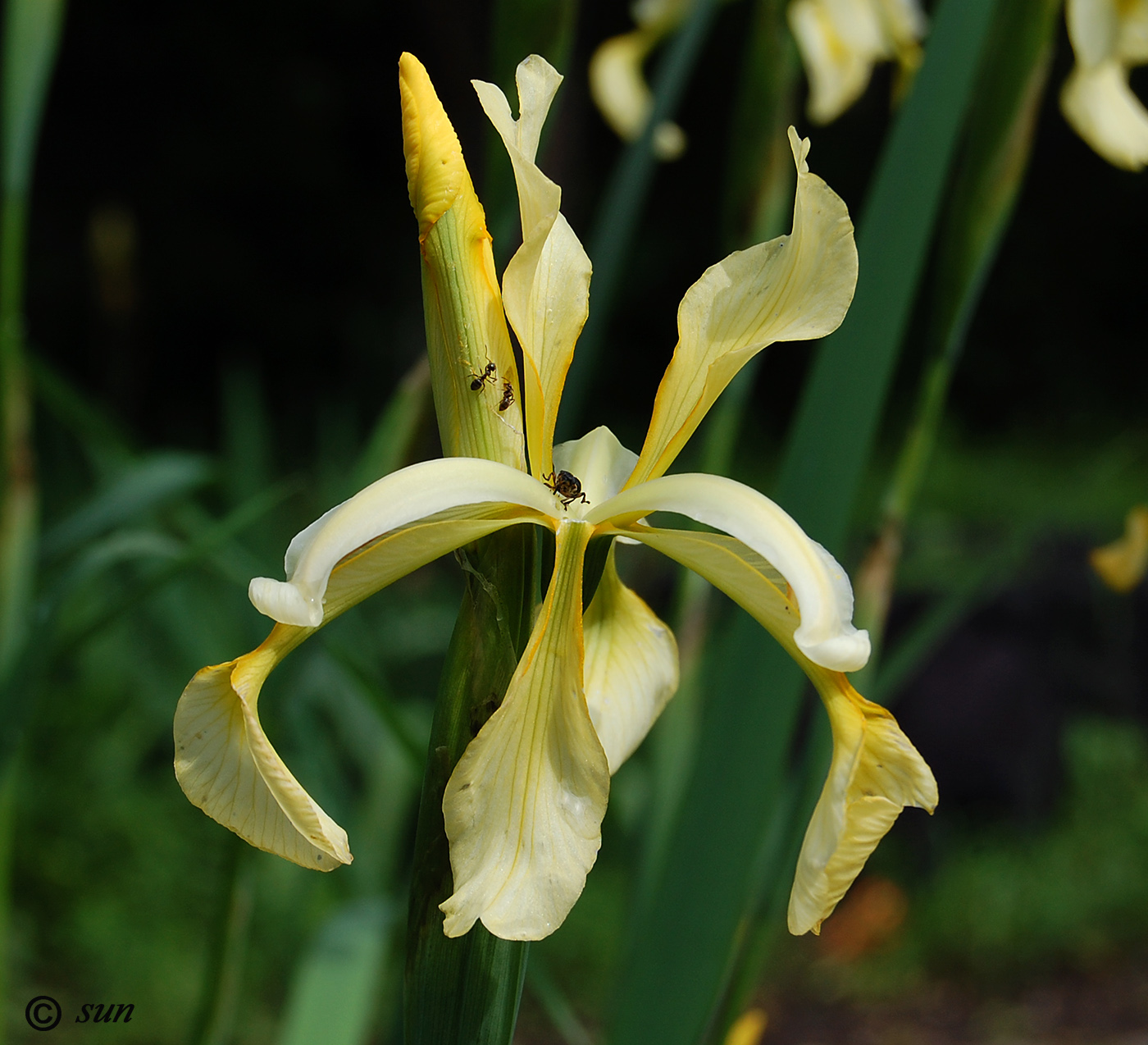 Image of Iris halophila specimen.