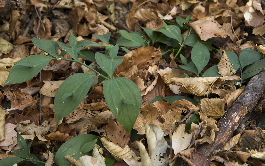 Изображение особи Ruscus hypoglossum.