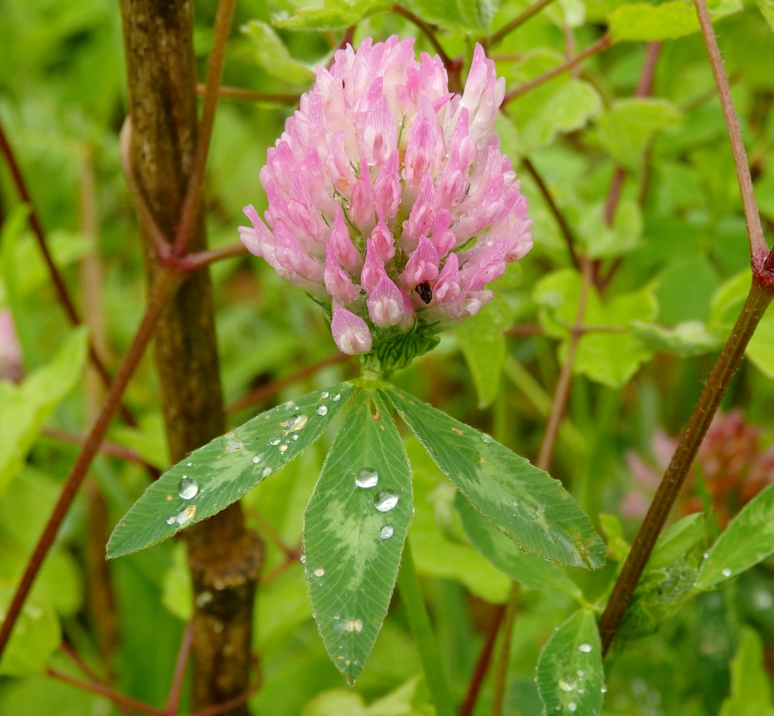 Image of Trifolium pratense specimen.
