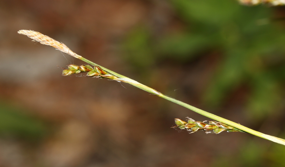 Изображение особи Carex charkeviczii.