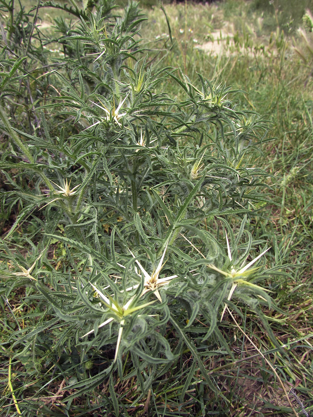 Изображение особи Centaurea calcitrapa.