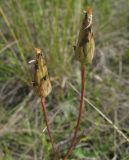 Scorzonera purpurea. Отцветшие корзинки. Белгородская обл., Губкинский р-н, запов. «Белогорье», Ямская степь. 14 июня 2009 г.