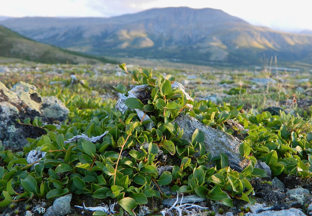 Image of Salix nummularia specimen.