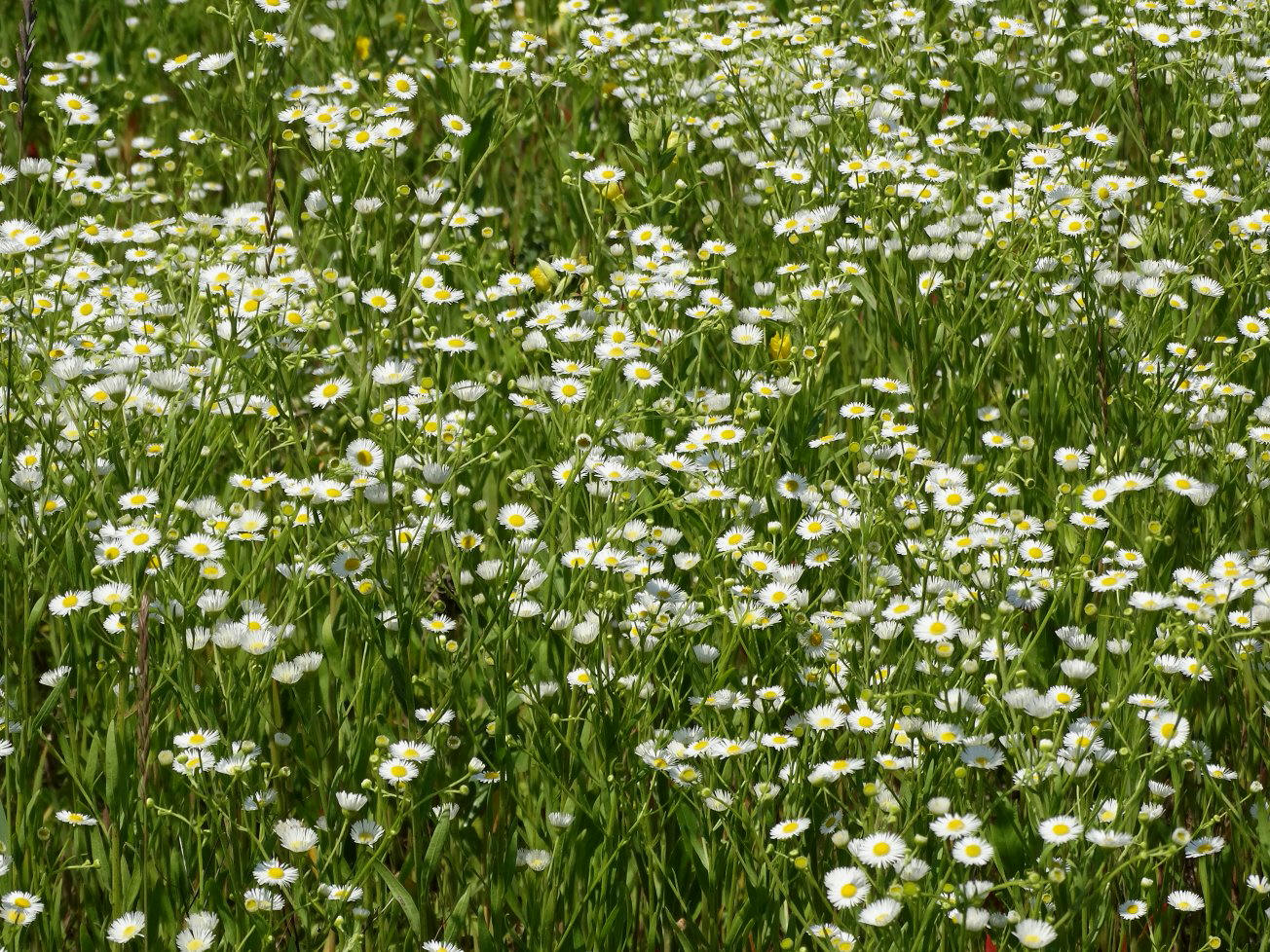 Image of Erigeron annuus specimen.