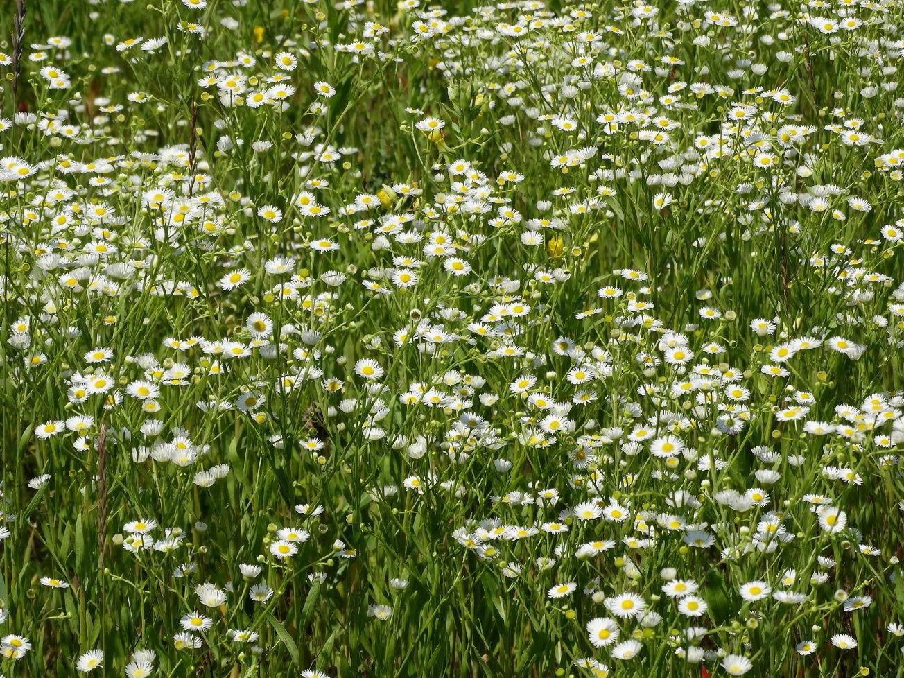 Изображение особи Erigeron annuus.