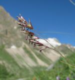 genus Festuca. Соцветие. Кабардино-Балкария, Эльбрусский р-н, долина р. Ирик, ок. 2800 м н.у.м., субальпийский луг на склоне горы. 14.07.2016.