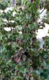 Rumex longifolius. Часть зреющего соплодия. Мурманск, газон вдоль обочины дороги на Жилстрое. 22.07.2016.