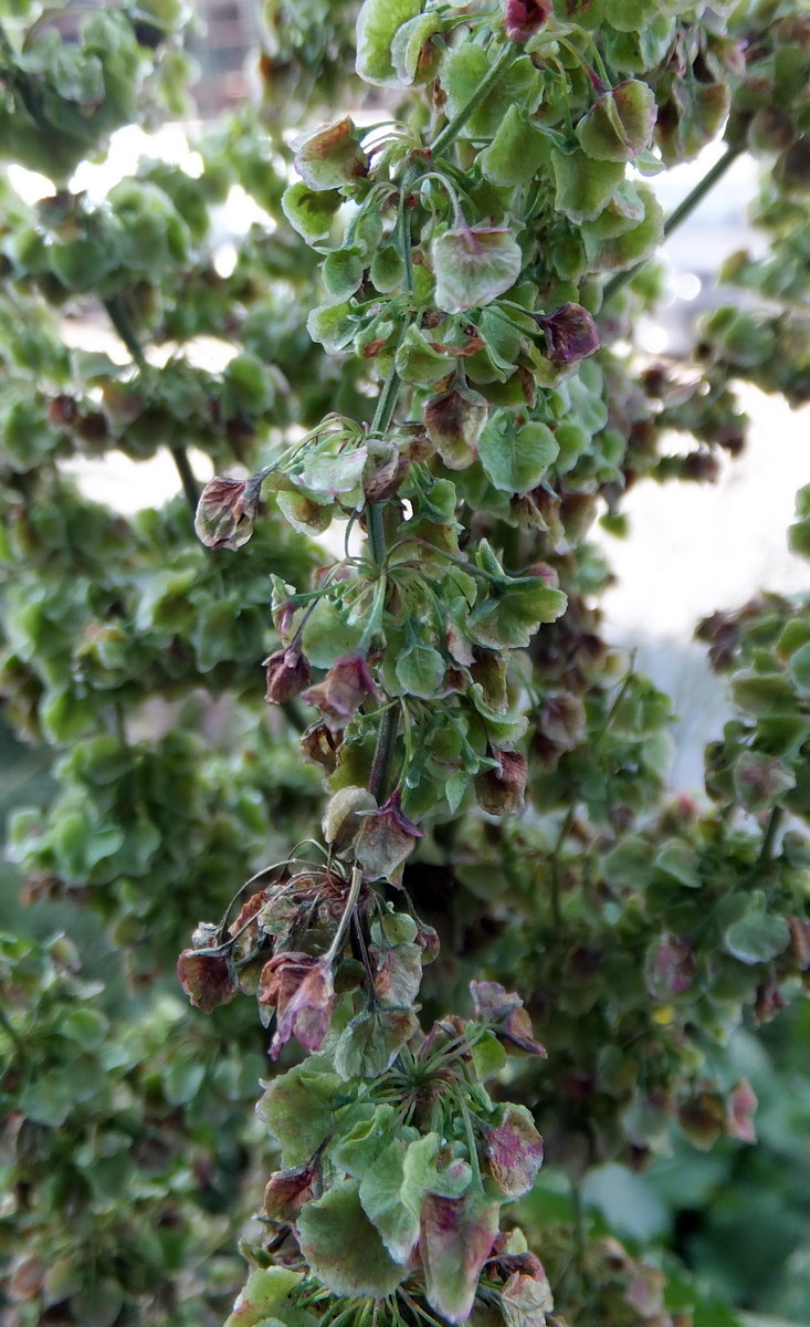 Изображение особи Rumex longifolius.