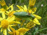 Senecio tauricus