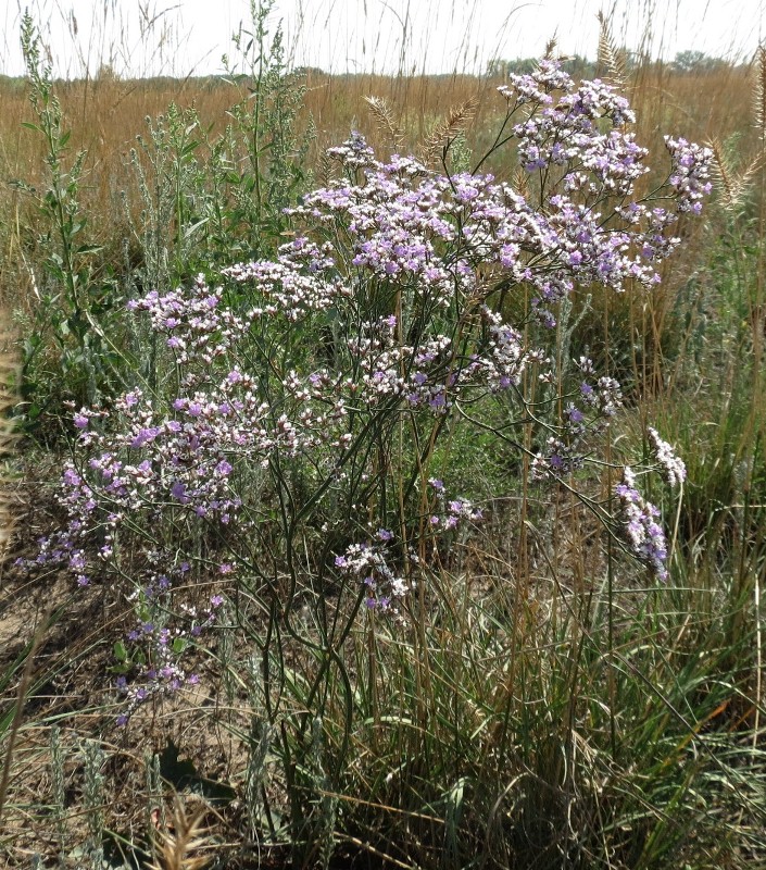 Изображение особи Limonium sareptanum.