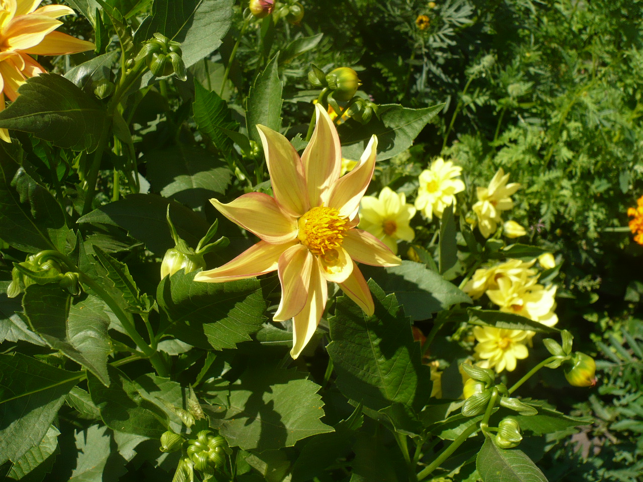 Image of Dahlia pinnata specimen.