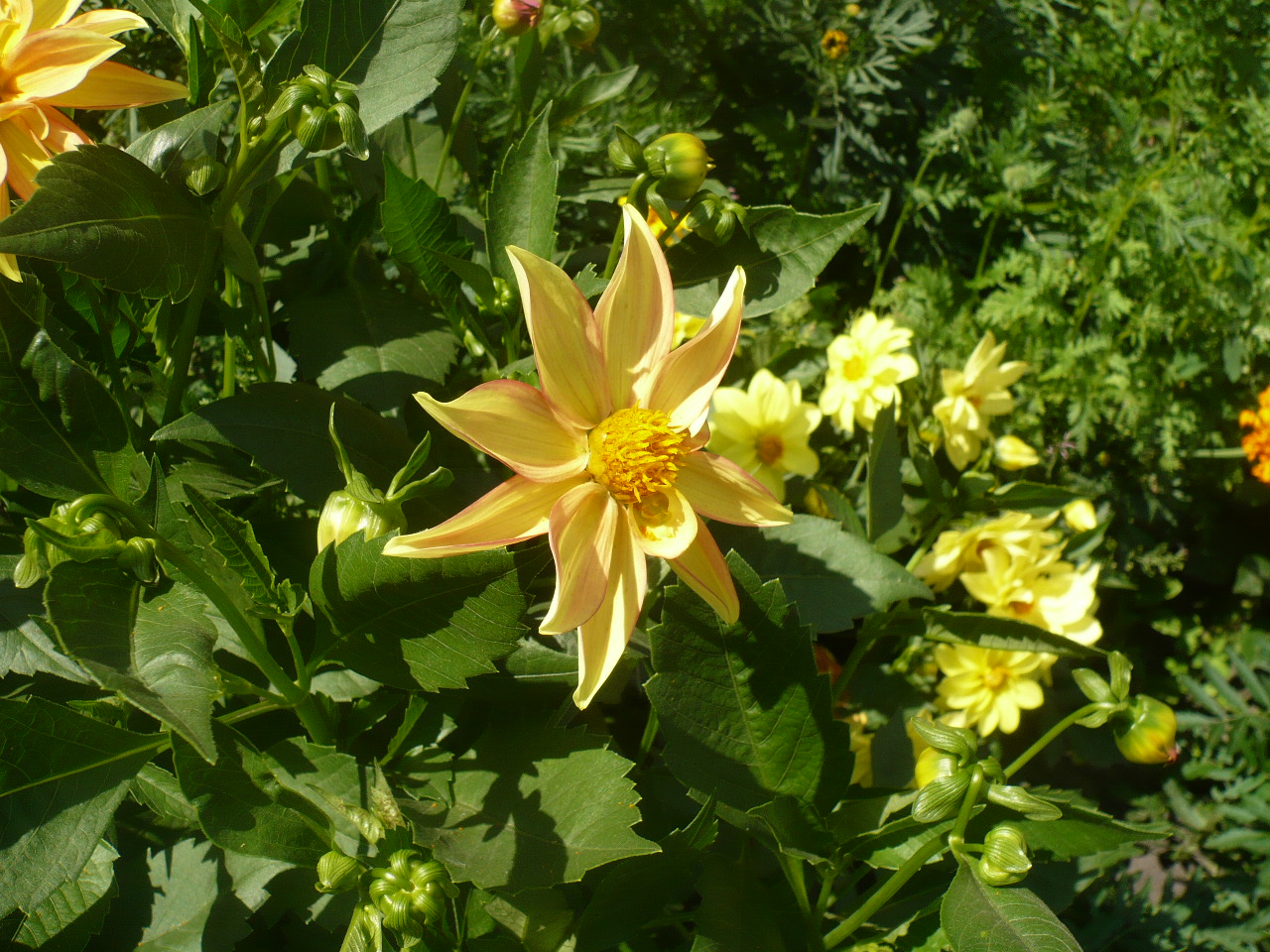 Изображение особи Dahlia pinnata.