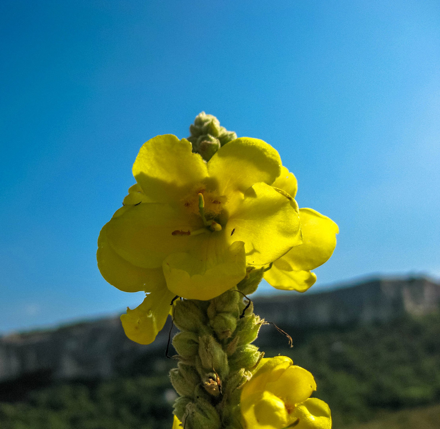 Изображение особи Verbascum phlomoides.