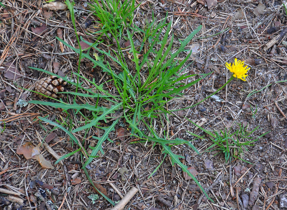 Image of Scorzoneroides autumnalis specimen.