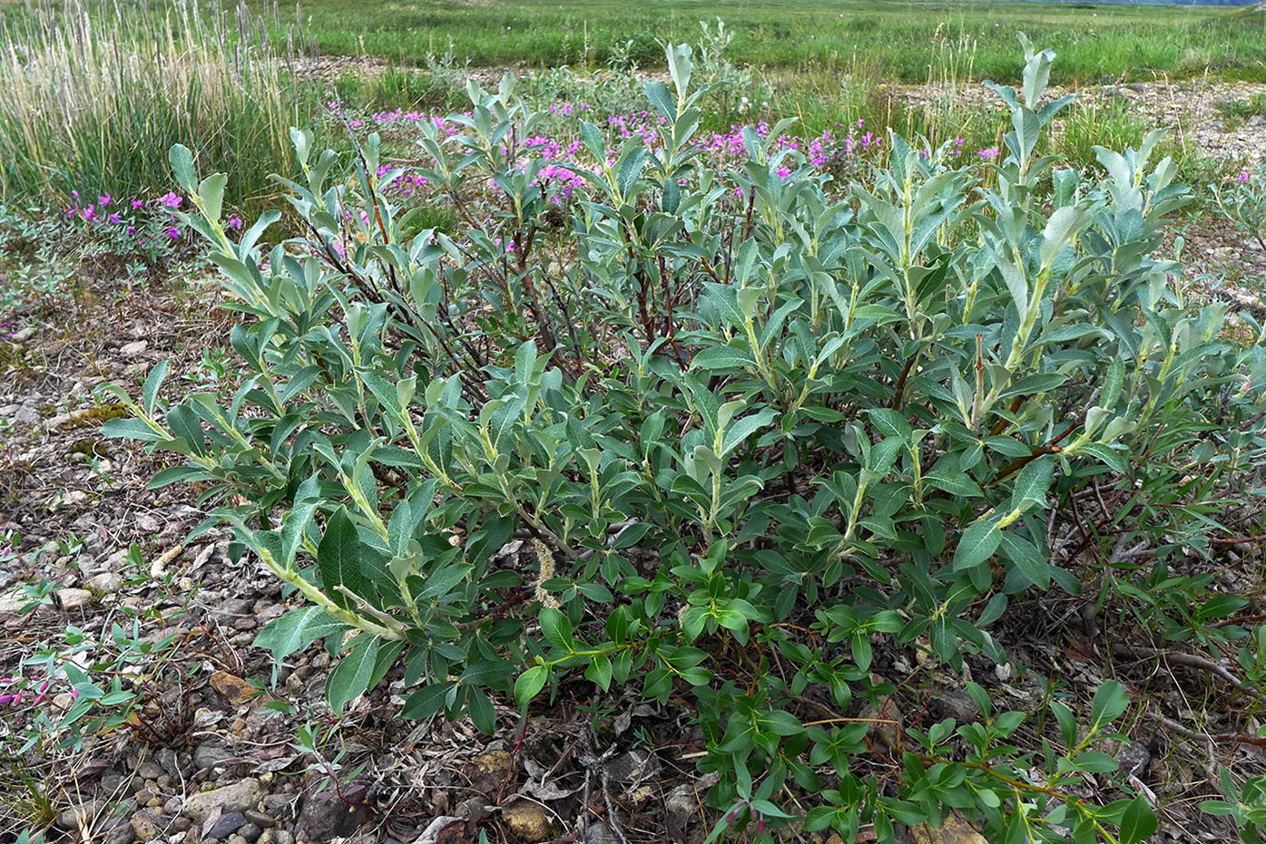 Изображение особи Salix alaxensis.