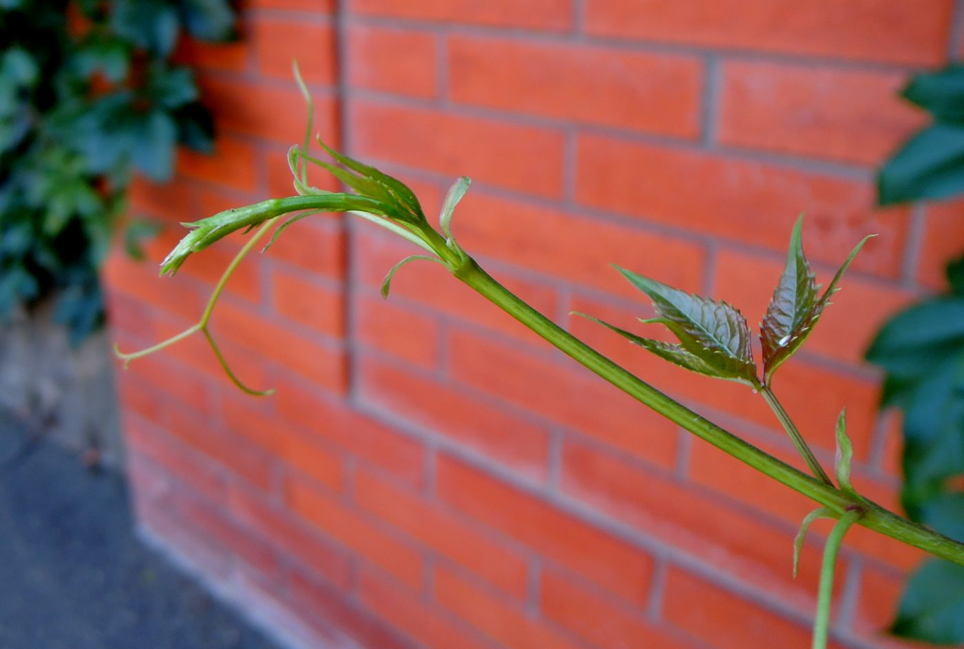 Изображение особи Parthenocissus quinquefolia.