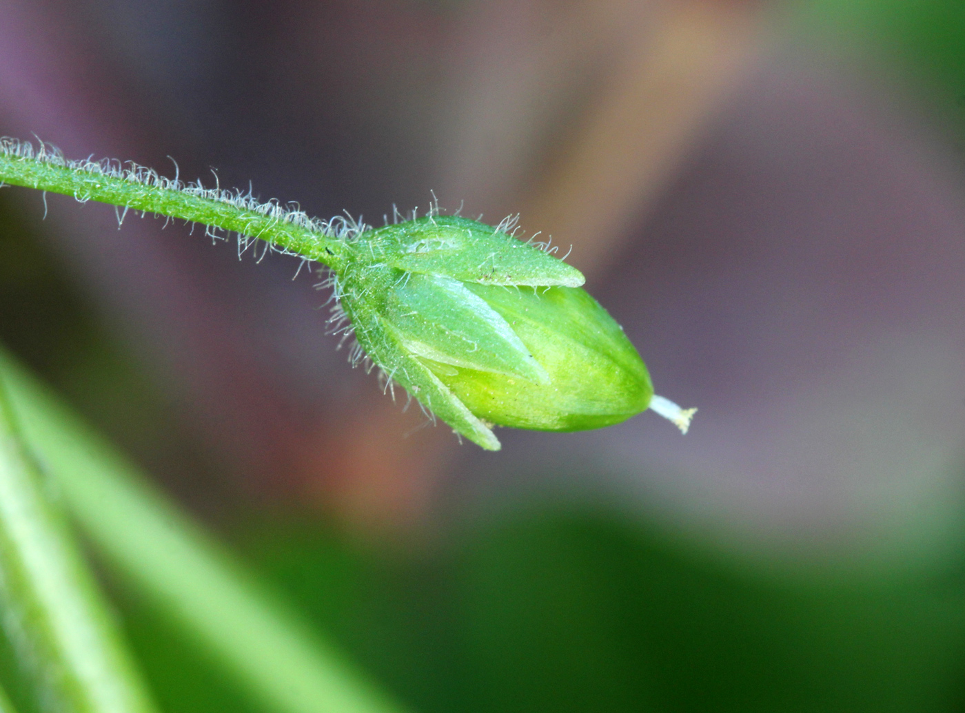 Image of Stellaria media specimen.