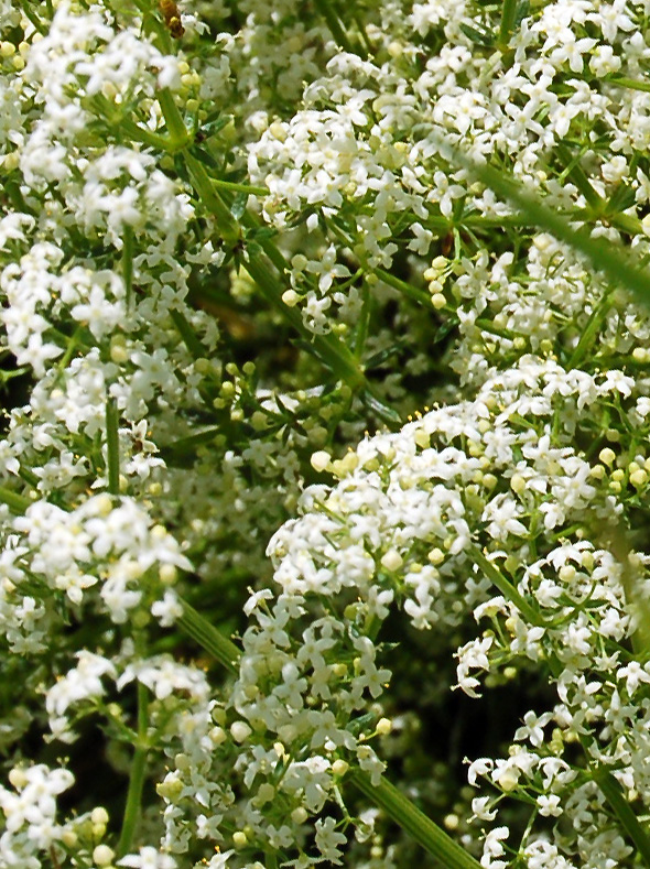 Image of Galium mollugo specimen.