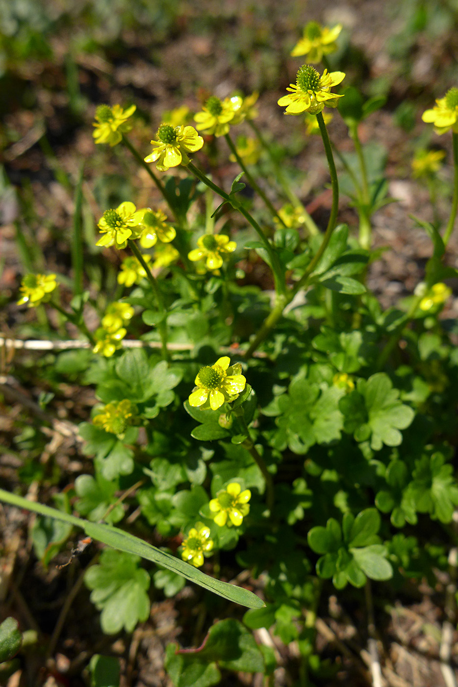 Изображение особи Ranunculus pygmaeus.