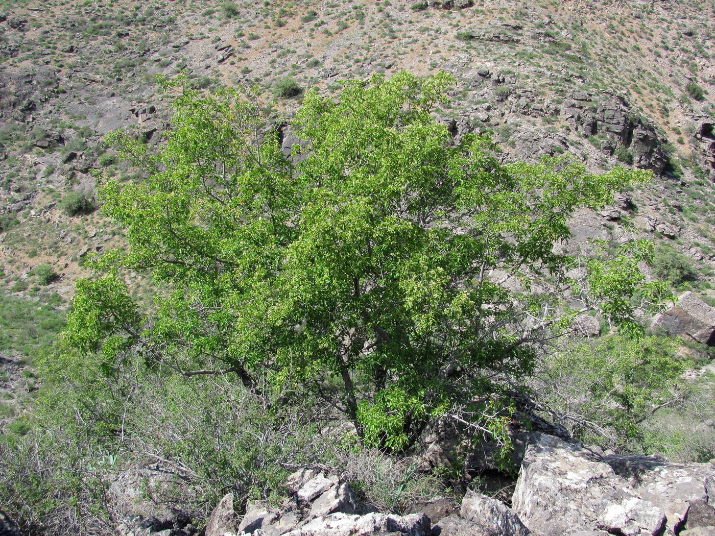 Image of Acer semenovii specimen.