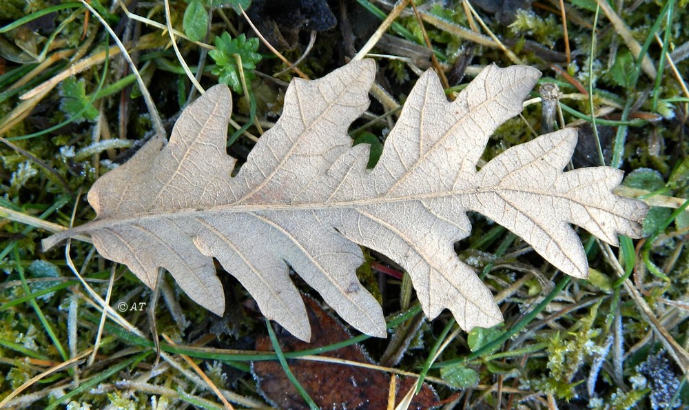 Image of genus Quercus specimen.