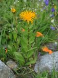 Inula grandiflora. Цветущее растение с отдыхающей мухой. Северная Осетия, Ирафский р-н, долина р. Танадон, ≈ 2300 м н.у.м., субальпийский луг. 06.07.2016.