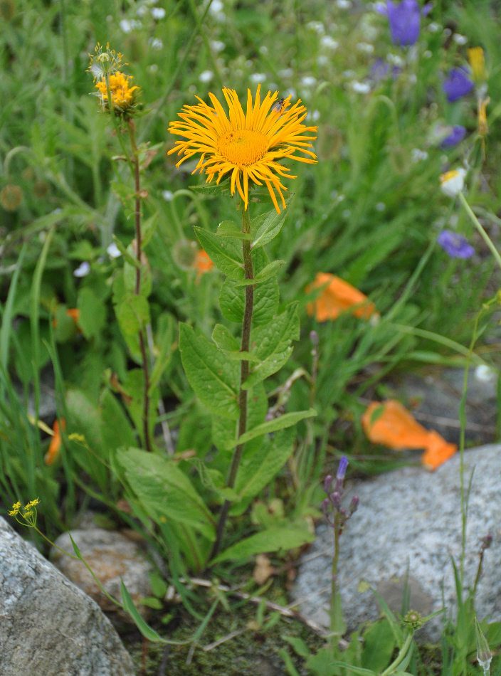 Изображение особи Inula grandiflora.