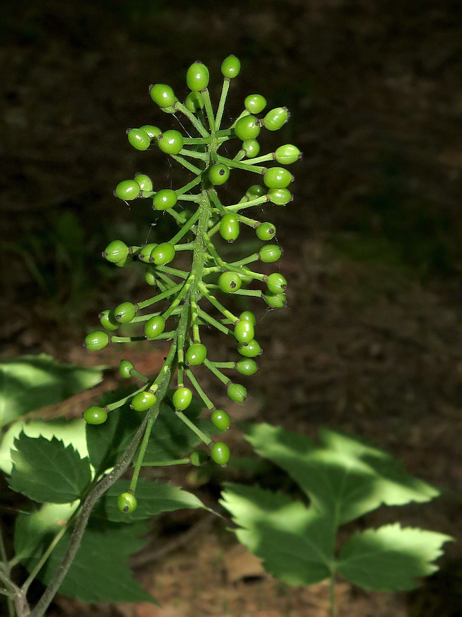 Изображение особи Actaea asiatica.