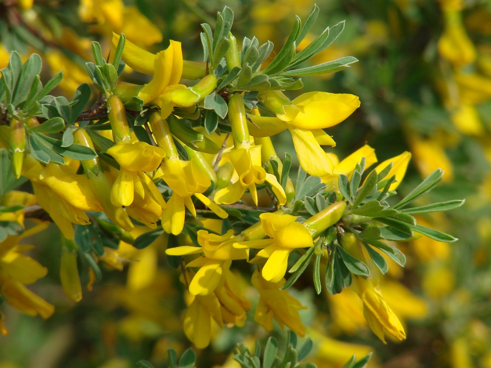 Изображение особи Caragana spinosa.