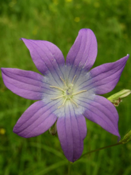 Image of Campanula patula specimen.