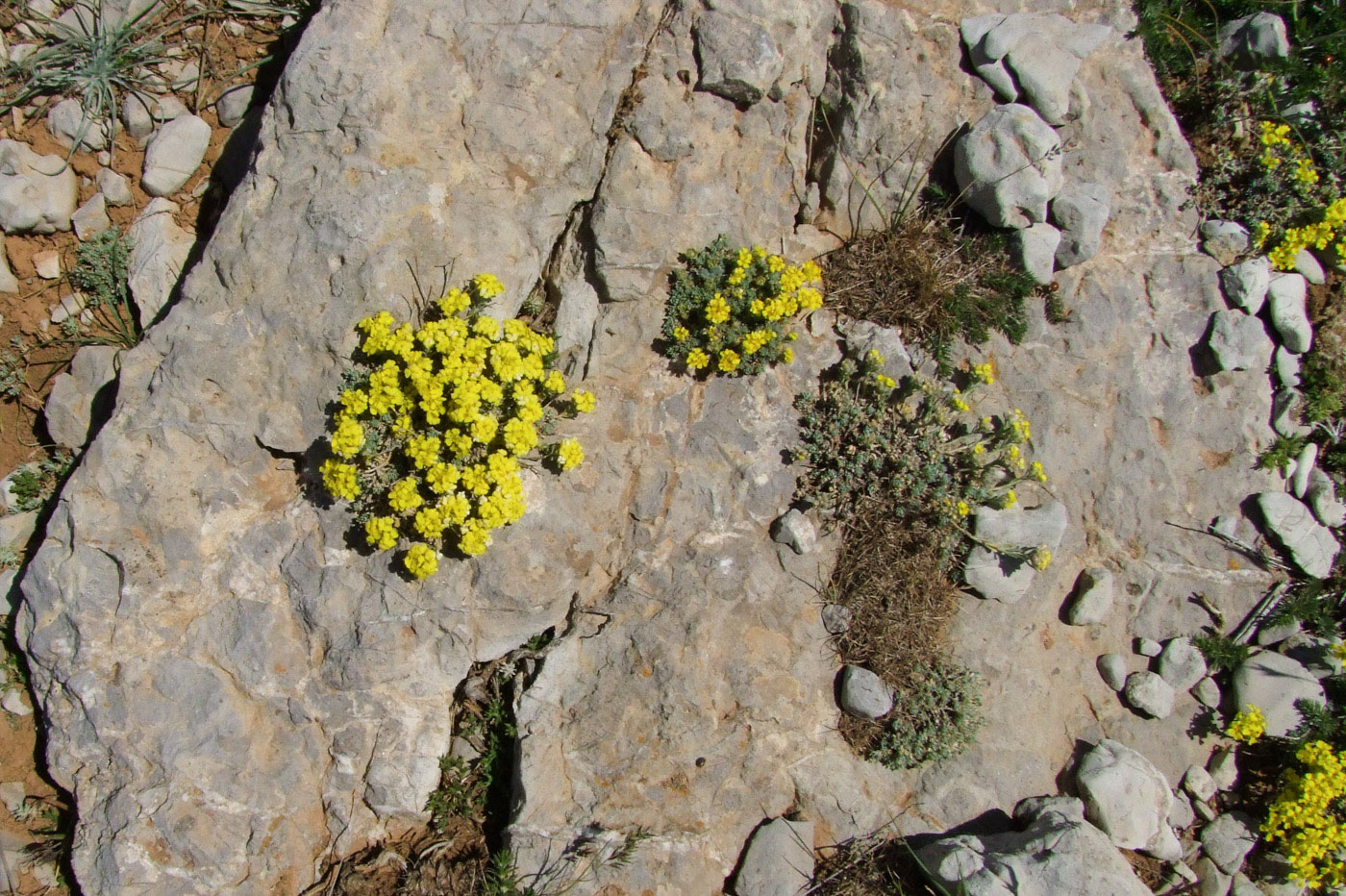 Изображение особи Alyssum baumgartnerianum.