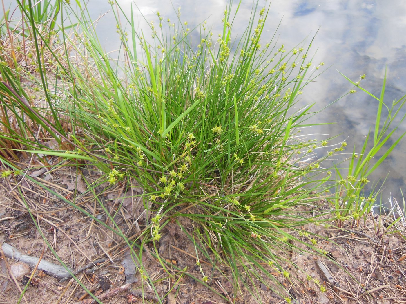 Изображение особи Carex echinata.