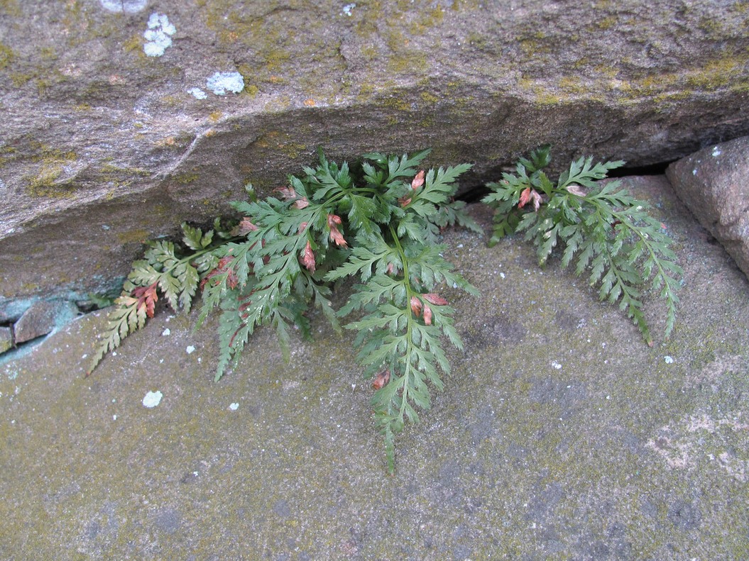 Изображение особи Asplenium adiantum-nigrum.