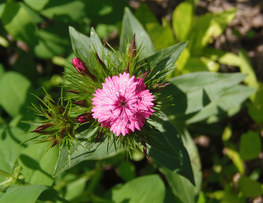 Изображение особи Dianthus barbatus.